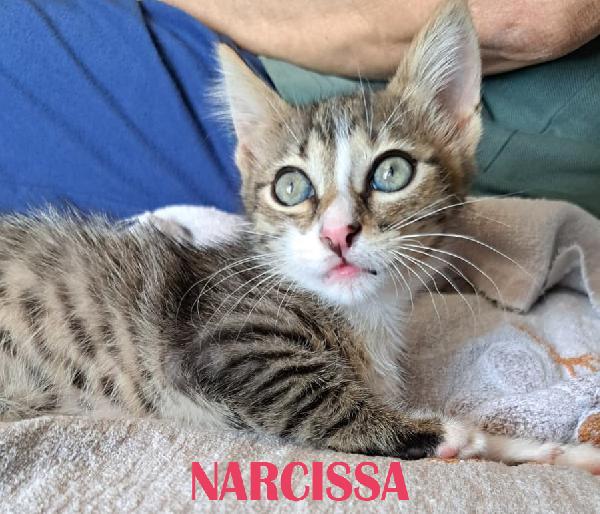 Narcissa, Bellatrix, Andromeda Foto 3
